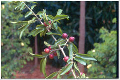 Alangium salviifolium